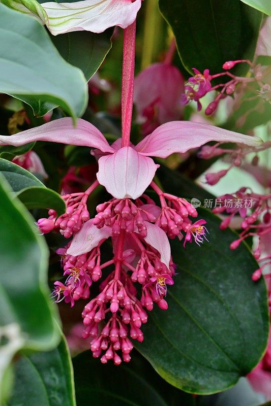 伟大的Medinilla