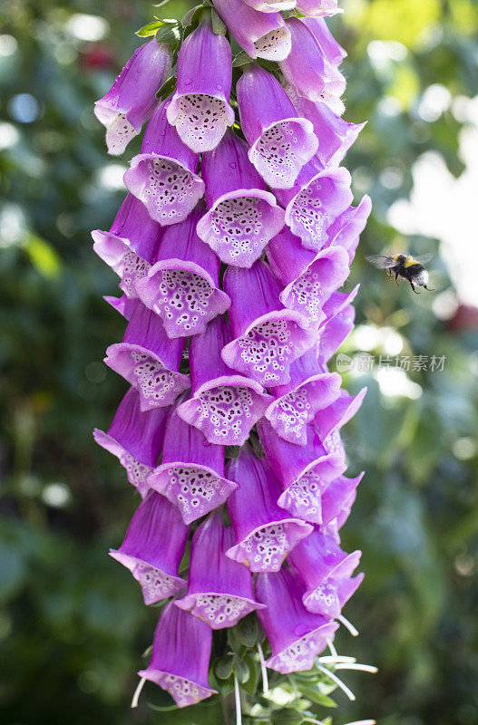 蜜蜂在花旁盘旋