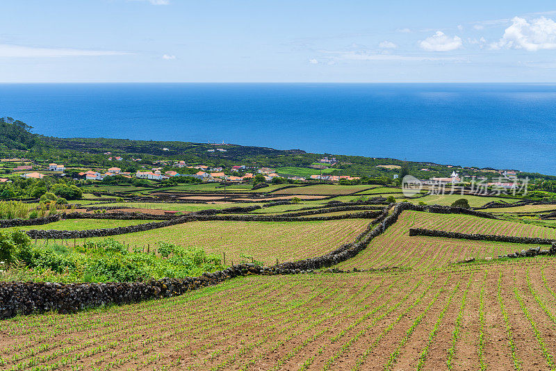 亚速尔群岛――皮科岛上令人惊叹的农业景观