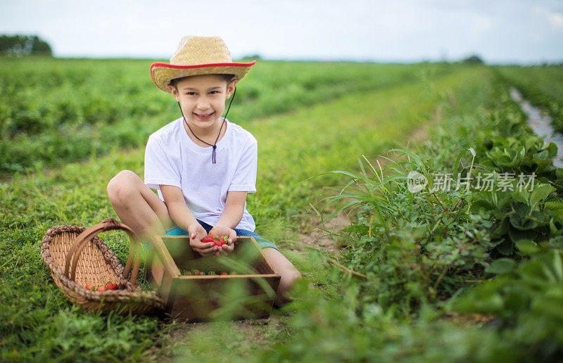 小男孩摘草莓