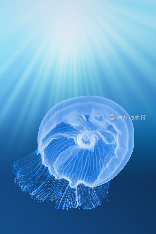 水母在深蓝色的海洋中游动