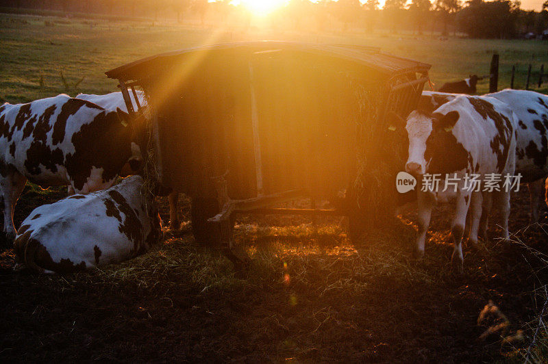 晨光中的奶牛