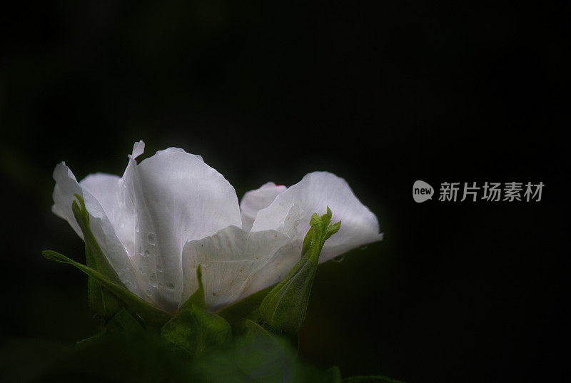 单瓣白色玫瑰色-黑色背景花