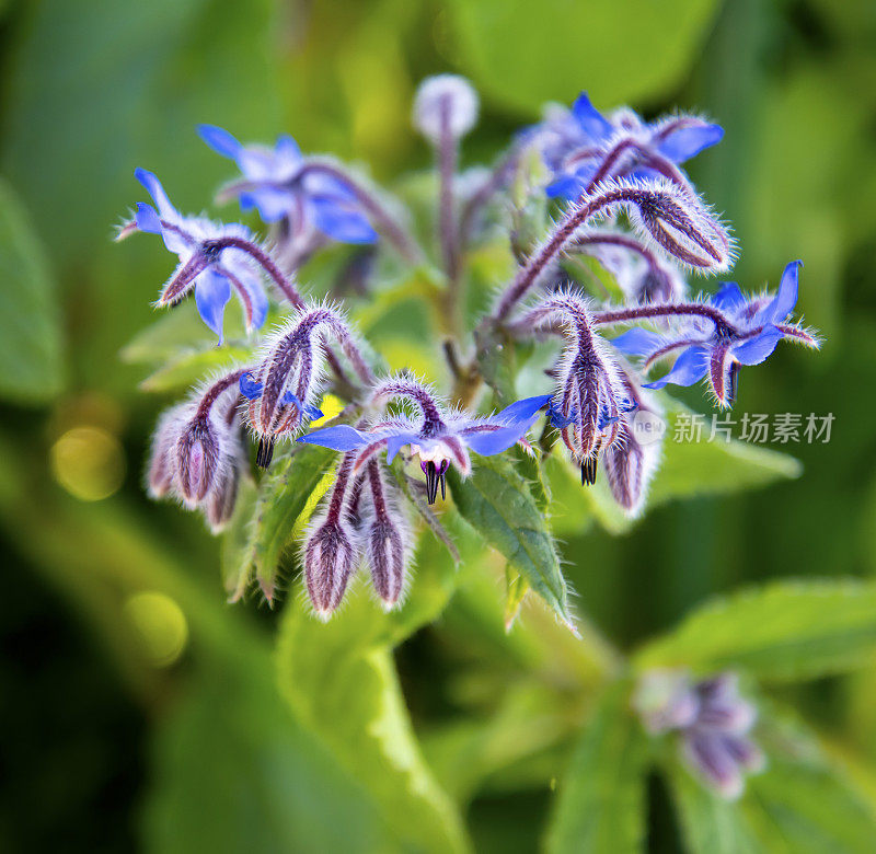 充满活力的澳大利亚本土蓝色植物。