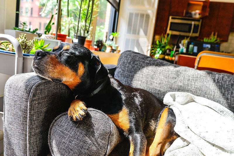 罗威纳犬懒洋洋地躺在室内的沙发上