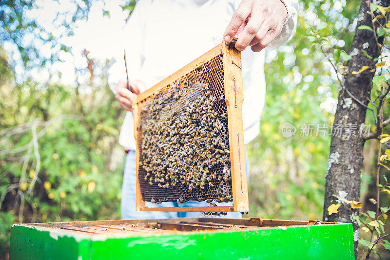 养蜂人正在和蜜蜂一起工作