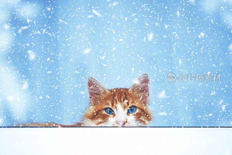 小猫在一个下雪天透过窗户看