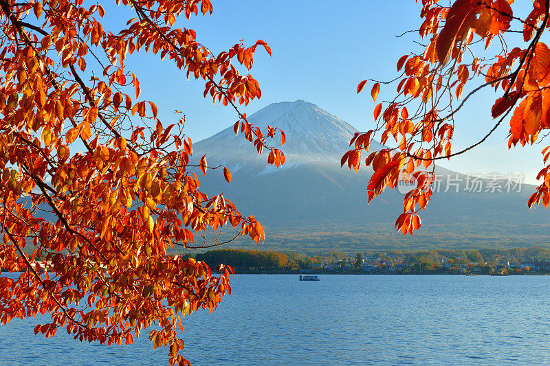 富士山和川口湖的秋叶颜色(樱桃树叶)