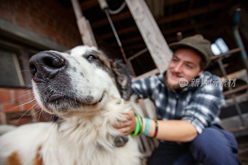 年轻农夫抚摸波斯尼亚牧羊犬的特写