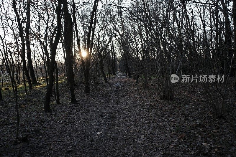 公园里死去的植物