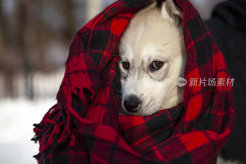 可爱的哈士奇小狗