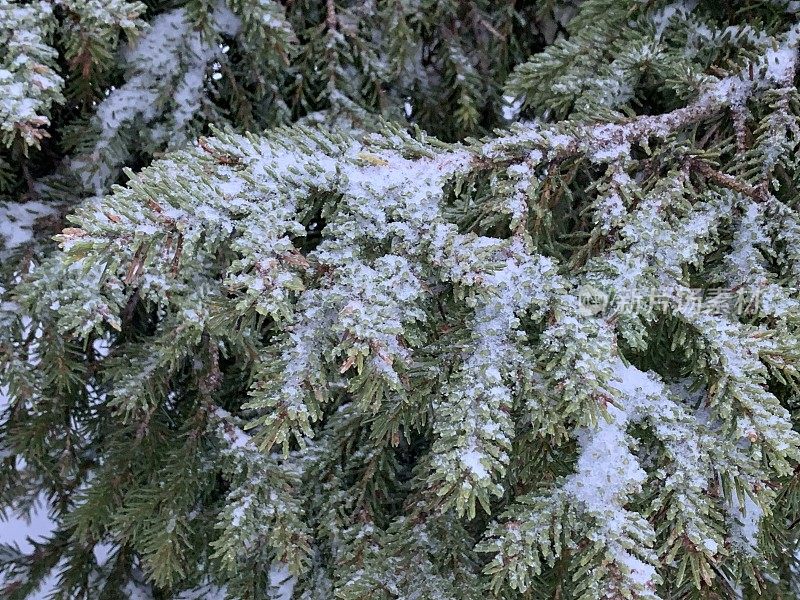 冷杉枝在雪中