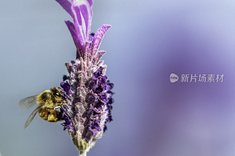 一个非洲蜜蜂授粉薰衣草花的特写