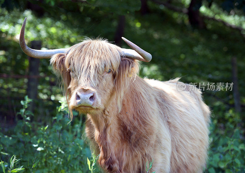 英格兰多塞特郡波贝克岛纯种苏格兰长角牛