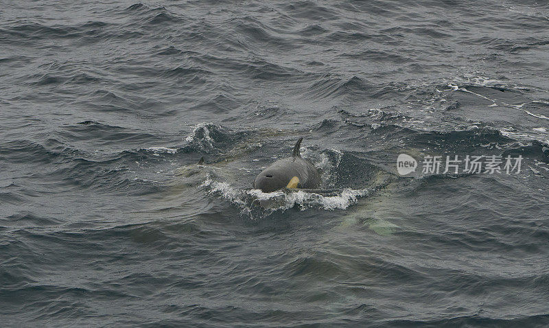 野生虎鲸荚，虎鲸，在壮观的南极半岛在南大洋