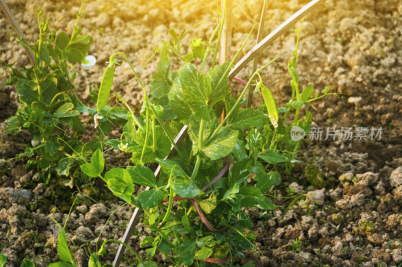 在春天的阳光下，豆荚花在农田里