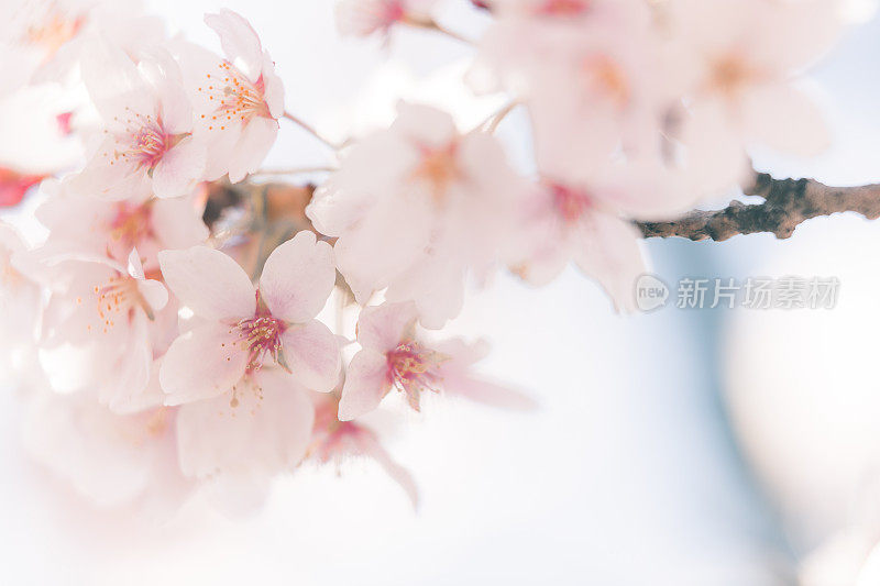 樱花树与蓝色的天空