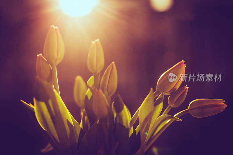 郁金香,花卉,阳光