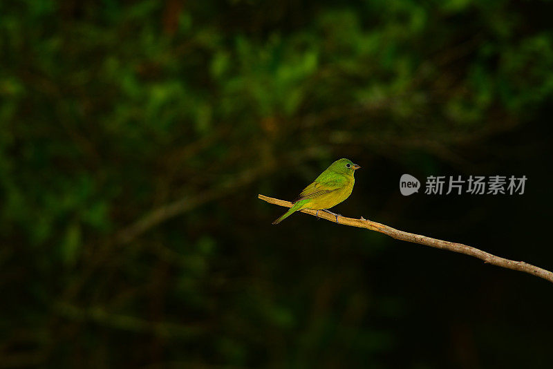 侧面的女性彩绘彩旗栖息在木棍上，面向右