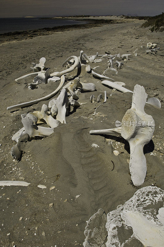 墨西哥下加利福尼亚圣伊格纳西奥泻湖海滩上的灰鲸骨;Eschrichtius南方