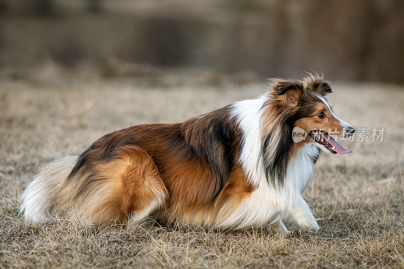 设得兰牧羊犬的肖像