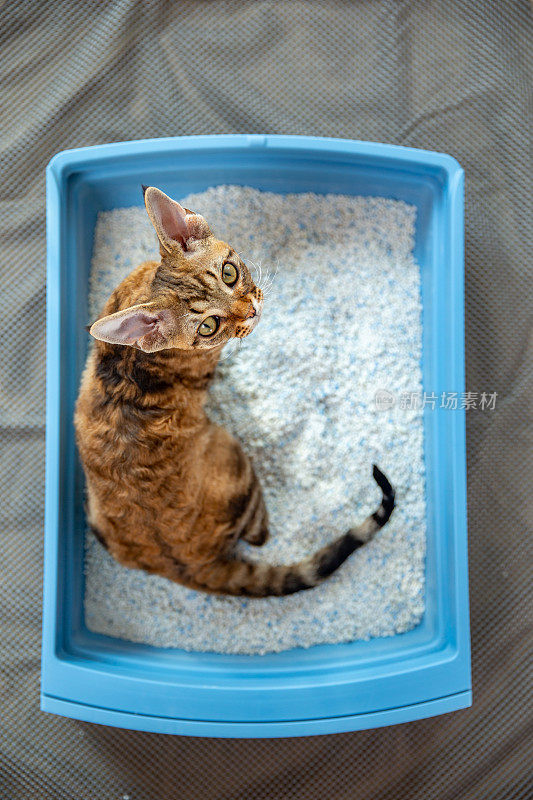 高角度看可爱的小猫学习使用猫砂盒看相机库存照片