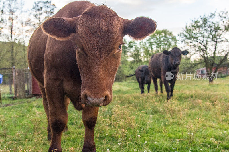 近距离的牛看着镜头在一个谷仓的院子