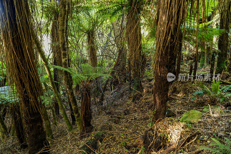 新西兰南岛南奥塔哥大教堂湾和怀帕蒂海滩的小路