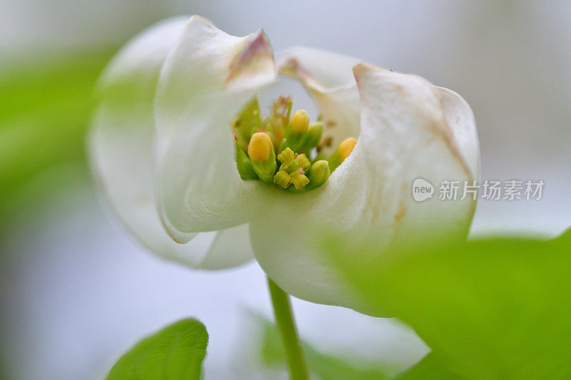 山茱萸花的极端特写照片，被花瓣状苞片包围