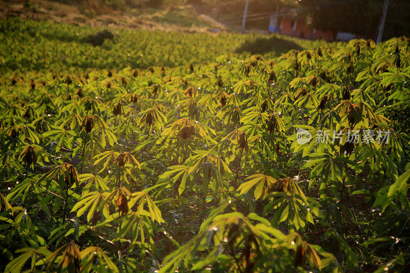 巴伊亚的木薯种植园