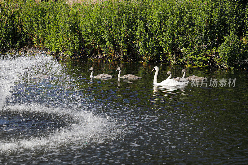米查姆池塘的天鹅喷泉增添了空气