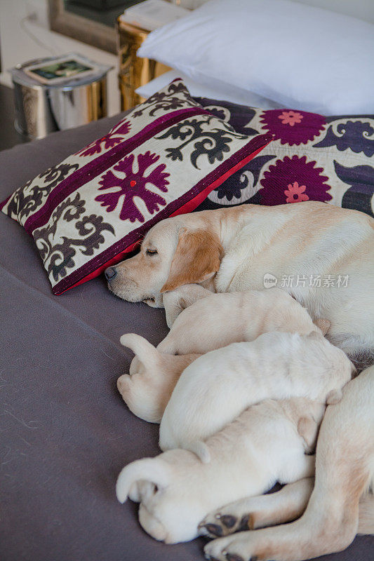 母亲拉布拉多猎犬喂养她的小狗