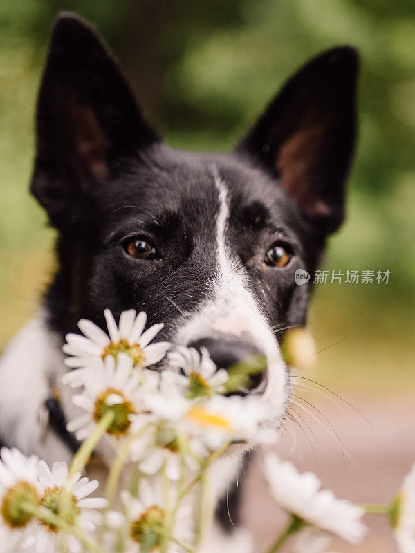 可爱的边境牧羊犬混合狗在夏天与鲜花