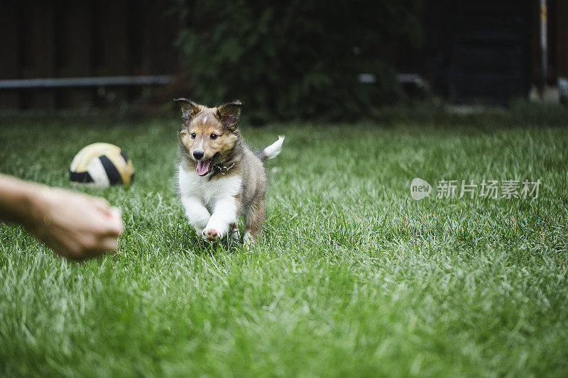 小狗喜乐蒂牧羊犬