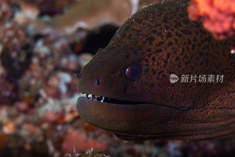 水下的巨型海鳗