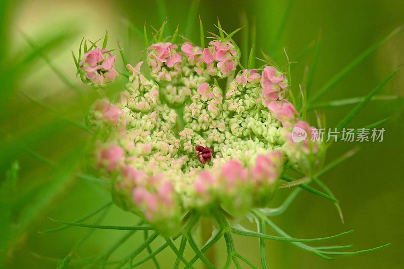 单身安妮女王的蕾丝