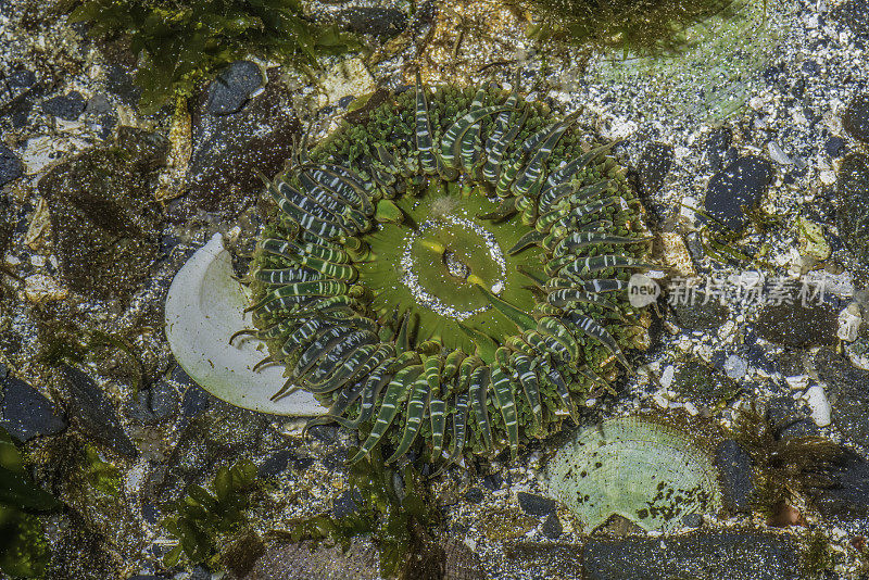 在阿拉斯加潮滩的沙质底部发现了一种能掘穴的绿色海葵。锡特卡,阿拉斯加。