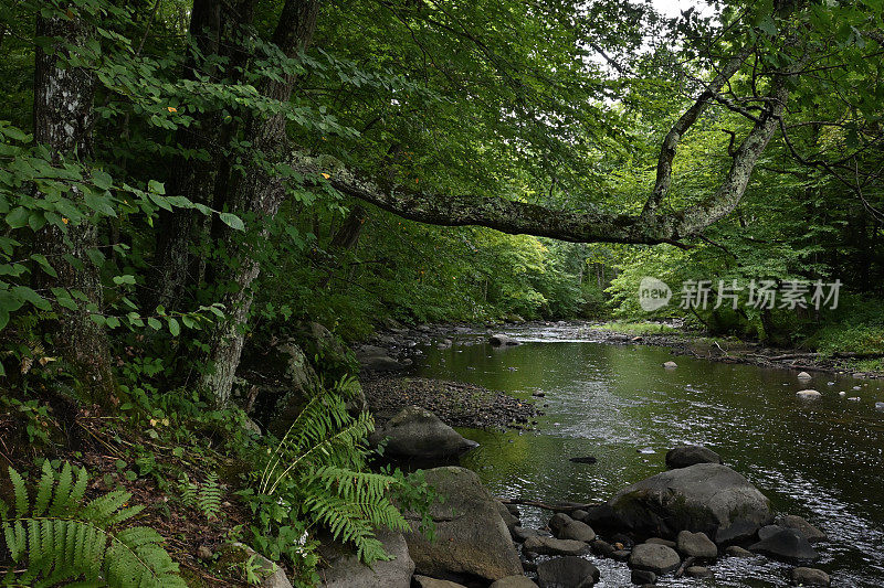 东部河岸森林，橡树延伸到低矮的河流上