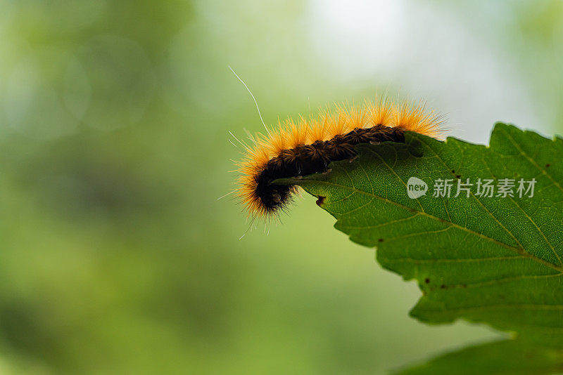 黄色的长毛熊毛毛虫