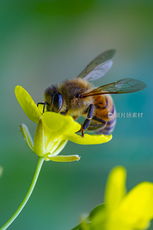 蜜蜂特写