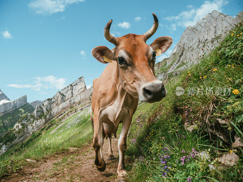 山路上的阿彭策勒牛的肖像