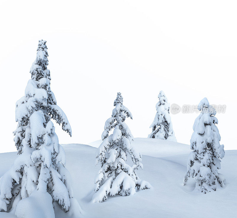 白雪覆盖的树在白色的背景