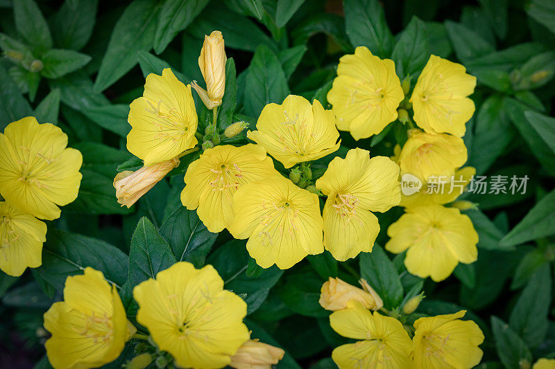 黄色的花园花酒花。自然的夏季背景。