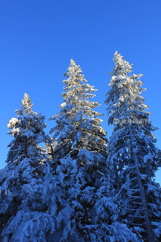 博鲁雪松Köroğlu山