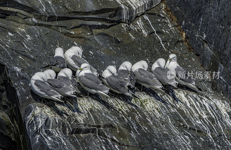 黑腿基蒂威克鸥、三趾隼、阿拉斯加威廉王子湾、灰白色海鸥、黄色喙、黑色腿，常见开放沿海栖息地。鸥科,鸻形目。栖息在岩壁上的