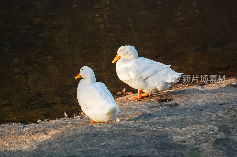 河岸上的两只白鸭子