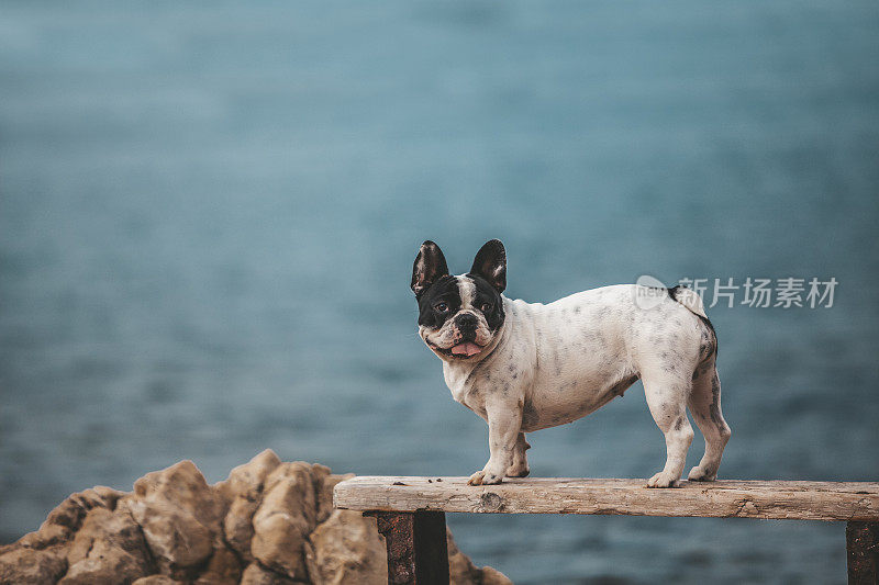 法国斗牛犬在海边摆姿势