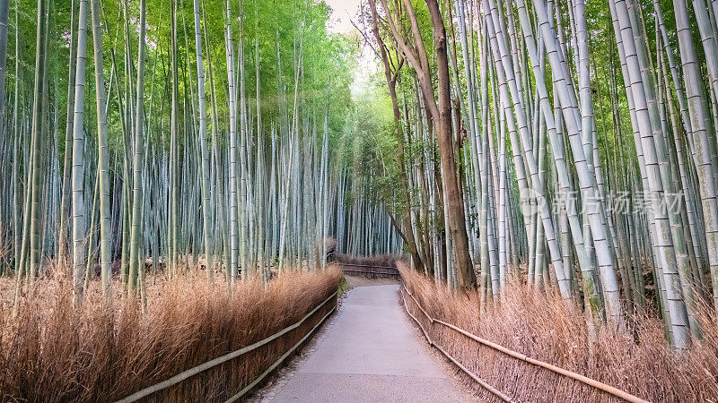 日本京都岚山竹林步道全景