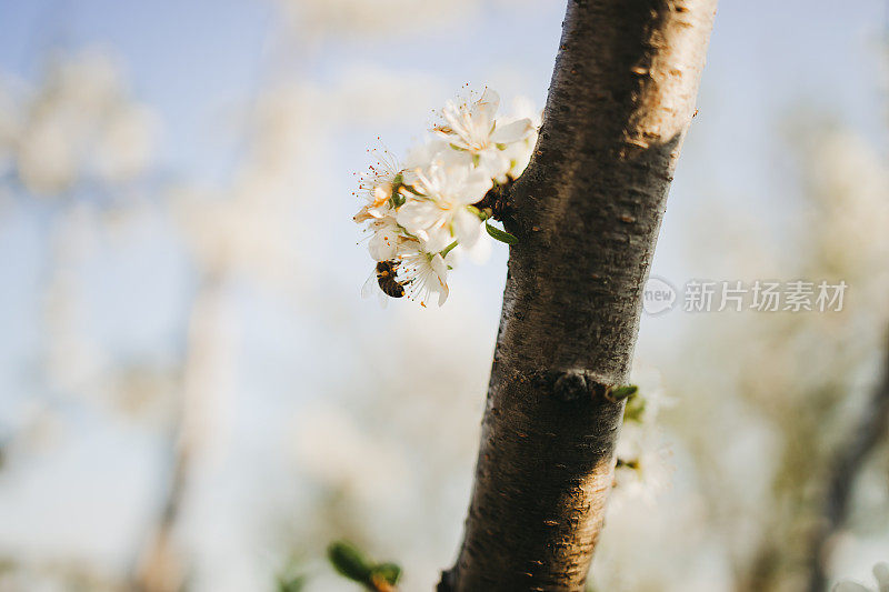 近距离的树上绽放着花朵