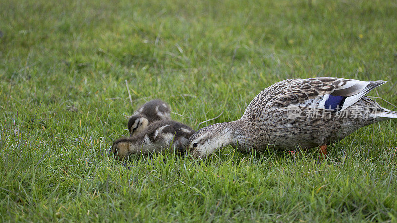 英国北约克郡春天的野鸭。